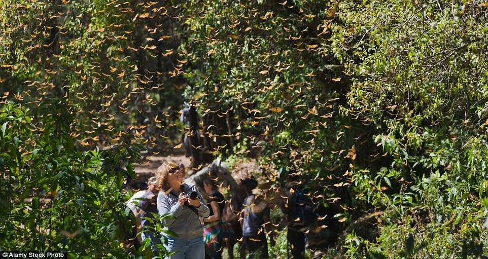 Tháng 11/2015, cộng đồng lên án đội khai thác gỗ ở Sierra Chincua Sanctuary, khu vực trung tâm của khu dự trữ sinh quyển, khiến 9 ha rừng hoàn toàn biến mất.