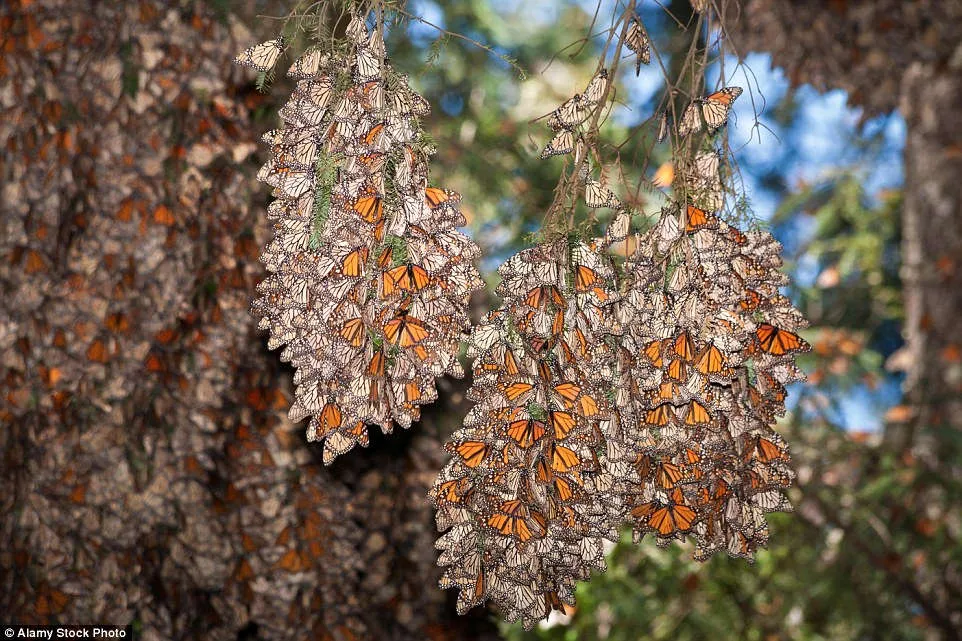 Chỉ một vài tháng trước, mối đe dọa với nơi ẩn náu của loài bướm Monarch đã tăng cao khi Group Mexico, công ty khai thác mỏ lớn nhất cả nước đã được cấp phép trở lại ở Angangueo, một thị trấn tại trung tâm khu dự trữ sinh quyển đã đóng cửa cách đây 25 năm.