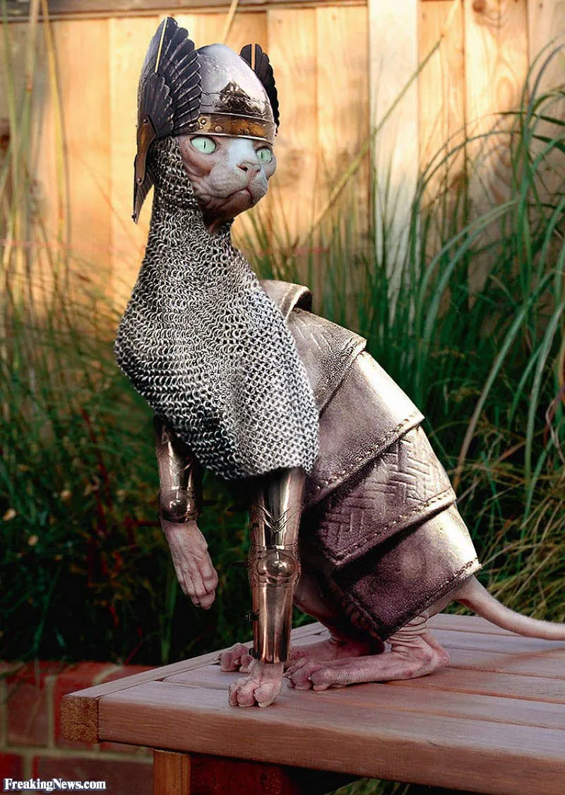Mèo Sphynx, Mandrak