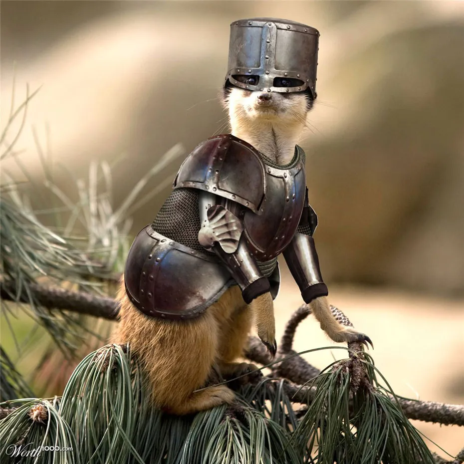 Cầy Meerkat, Ben1000