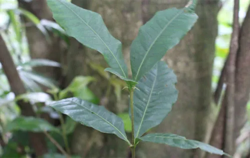 Lá cây Sồi ba cạnh.