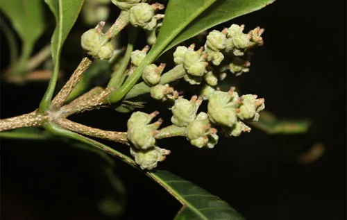 Quả của sồi ba cạnh.