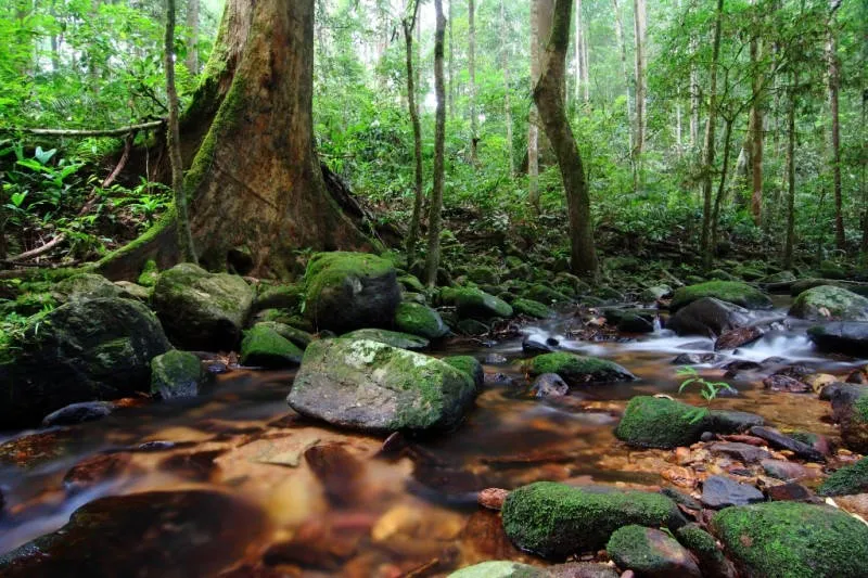 Taman Negara