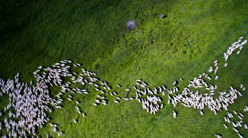 Một người đang lùa đàn cừu dọc cánh đồng ở Marpod, Romania