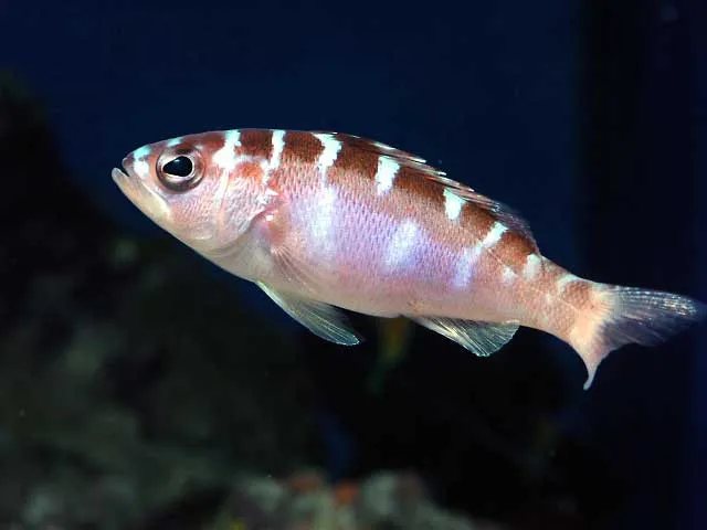 Cá mú Chalk (Serranus tortugarum) là loài sinh sống tại phía tây Đại Tây Dương, dài khoảng 8cm.