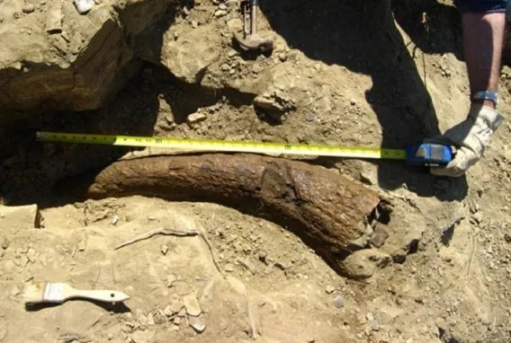 Chiếc sừng của loài khủng long Triceratops