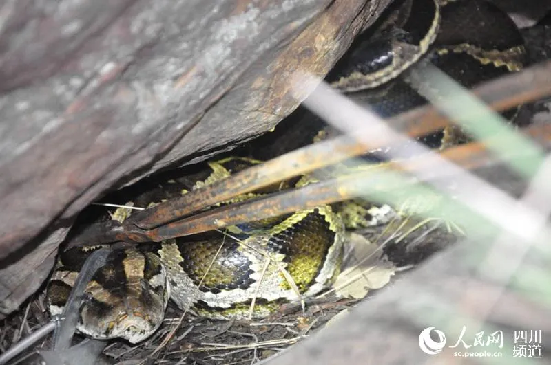 Theo các chuyên gia, con vật bị bắt thuộc giống trăn mốc (Python molurus bivittatus), là một trong 6 giống trăn lớn nhất trên thế giới.