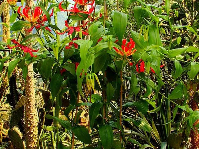 Khi chất độc tiến triển trong cơ thể sẽ khiến tiêu cơ vân, tắc ruột, suy hô hấp, hạ huyết áp, rối loạn đông máu, đái ra máu, co giật, hôn mê và tổn thương đa thần kinh.