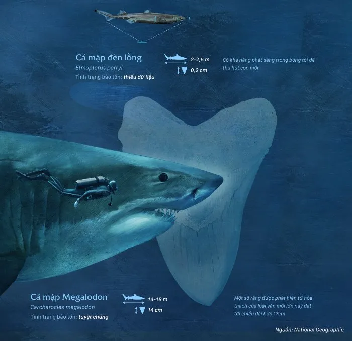 Cá mập Megalodon là loài cá mập lớn nhất trong lịch sử, chúng có chiều dài cơ thể lên đến 14-18m, rất tiếc là loài cá mập này đã tuyệt chủng từ lâu.