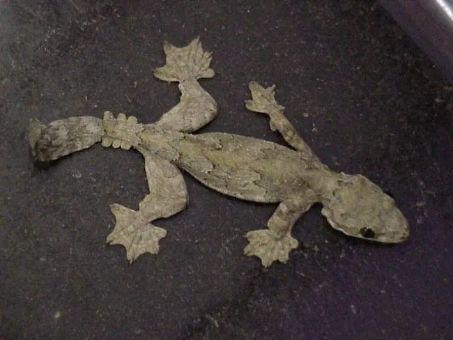 Parachute Gecko là một trong những loài thằn lằn tiến hóa nhất với khả năng bay lượn từ trên độ cao 60m và hạ cánh hết sức nhẹ nhàng xuống đất.