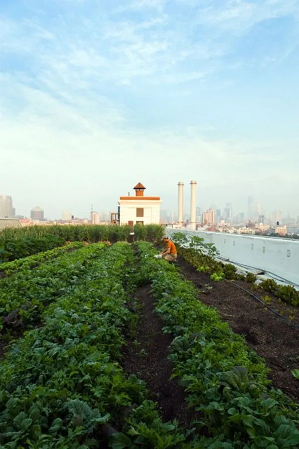 Ở các thành phố lớn như New York thì vấn đề ô nhiễm chắc chắn là một mối quan tâm lớn đối với dân thành phố.