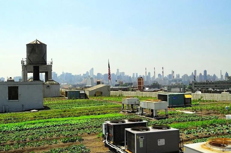 Brooklyn Grange là trang trại được Ben Flanner - một nông dân bản địa vùng Wisconsin thiết kế vào năm 2009.