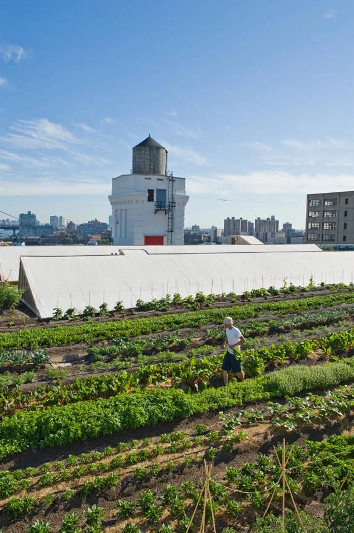Mô hình nông trại hữu cơ trên sân thượng lớn nhất trên thế giới Brooklyn Grange được thiết kế bởi các kiến trúc sư Bromley Caldari.