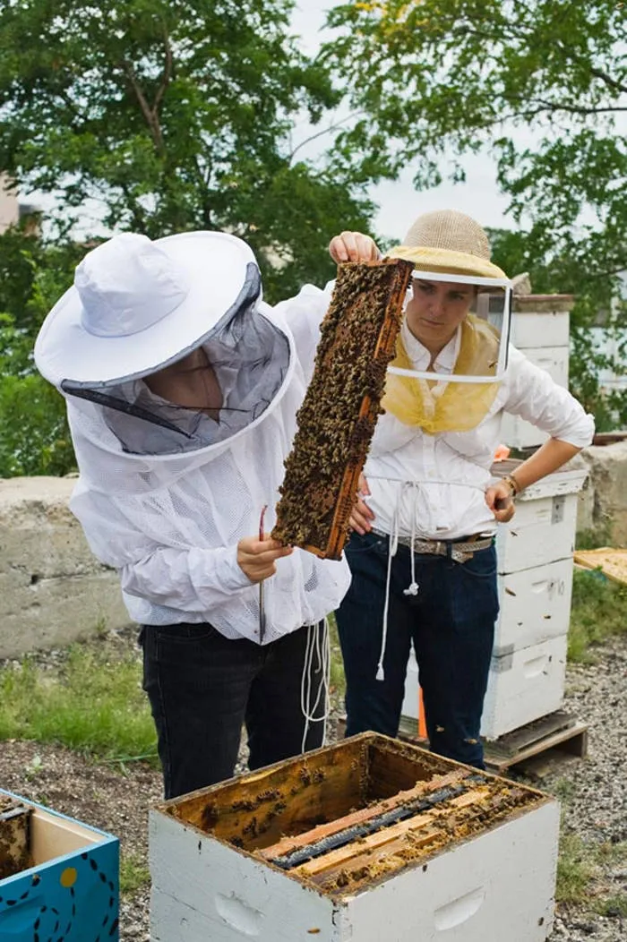 Cũng nằm trong chiến lược thực phẩm sạch, Brooklyn Grange còn có dự án nuôi ong ở những mái nhà khác trong thành phố chứ không chỉ ở trên trang trại sân thượng này.