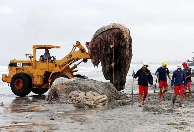 Do bị cắt thành nhiều phần, nội tạng của con cá voi lưng gù xổ hết ra ngoài, nhìn vô cùng đáng sợ.