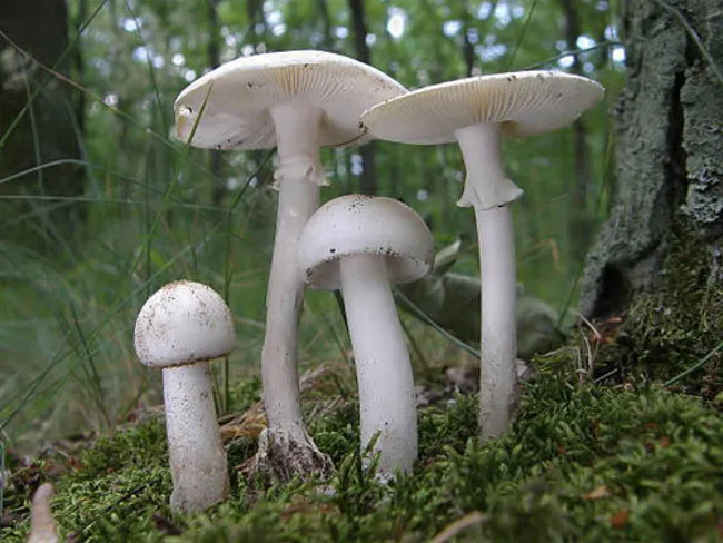Amanita verna còn được biết đến ở châu Âu với tên gọi "nấm của kẻ ngốc", "thần hủy diệt mùa xuân" hay "thần chết".
