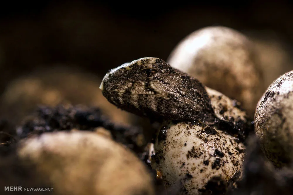 Thằn lằn Tuatara con chui ra khỏi vỏ trứng.