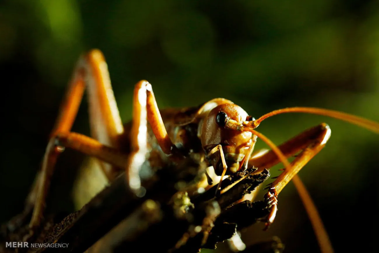 Dế weta.