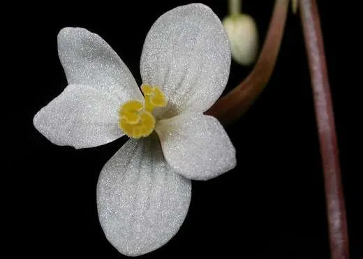 Loài hoa thu hải đường tại Hòn Chông.