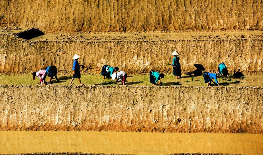 Khác với Mù Cang Chải hay Y Tý, ruộng bậc thang ở Hoàng Su Phì (Hà Giang) dường như có độ cao hơn, dốc hơn, chênh vênh hơn hẳn.