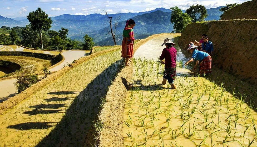 Những người Mông cấy lúa trên ruộng bậc thang