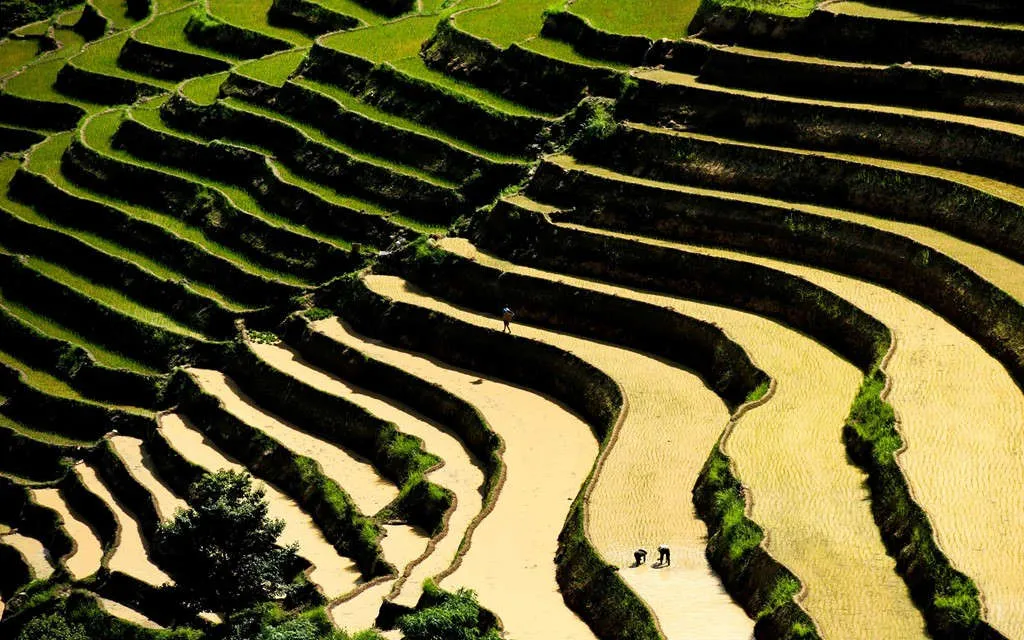 Nếu vào mùa lúa chín, Hoàng Su Phì lộng lẫy sắc vàng, tới mùa nước đổ (tháng 5 đến tháng 6) lại là sự xen lẫn của màu xanh non của lúa, lẫn ánh nước lóng lánh của hàng trăm bậc thang trải dài miên man, từ đỉnh núi xuống chân núi.