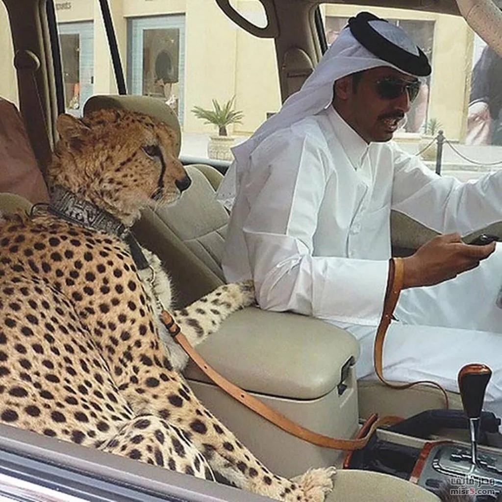 Báo và sư tử là hai loại động vật được giới nhà giàu Dubai ưa thích nhất