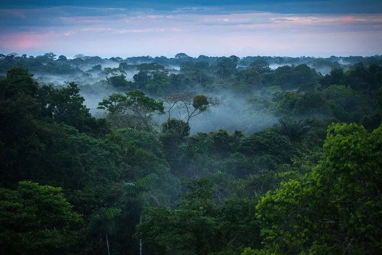 Rừng Amazon.