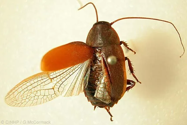 Gián cảnh Diploptera punctata có kích thước nhỏ, màu nâu đỏ và cực nhanh nhẹn.