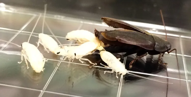 Diploptera punctata là loài gián đẻ con - 1 hình thức sinh sản khá kỳ lạ ở côn trùng.