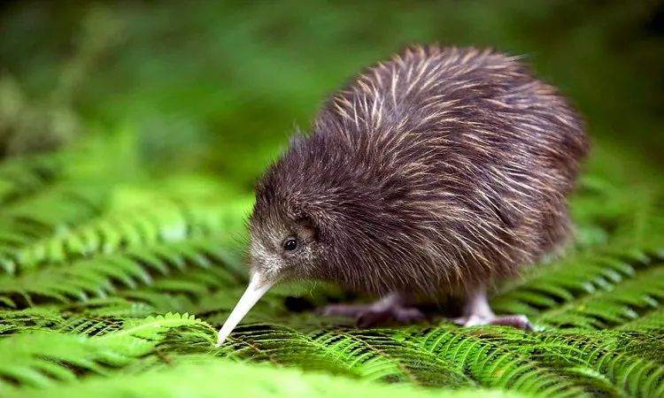 Động thái này của New Zealand là để ngăn chặn sự biến mất của chim kiwi và vẹt ở địa phương.