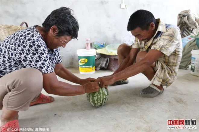 Vợ chồng ông dùng sức tách quả dưa ra nhưng không được.