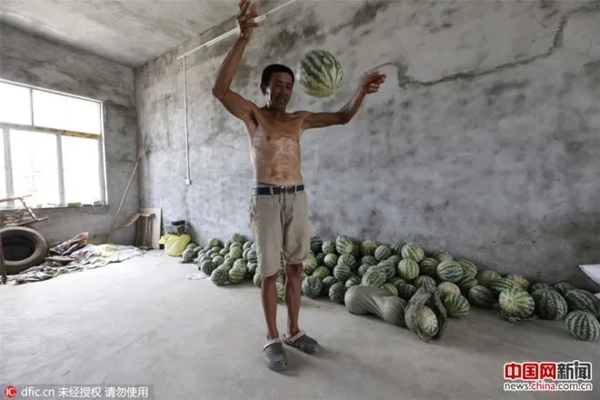 Loại dưa này khi ném xuống đất sẽ nảy lên như bóng cao su, không có vị ngọt.