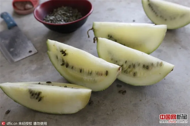 Dưa có ruột màu vàng nhạt, hạt màu xanh. Quả nặng nhất có trọng lượng 4,7kg, quả nhẹ nhất là 2,05kg.