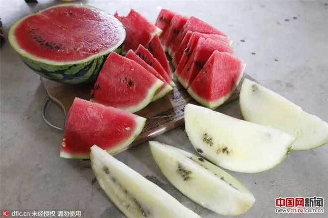 Dưa hấu của ông Cung được đặt cạnh dưa hấu thông thường.