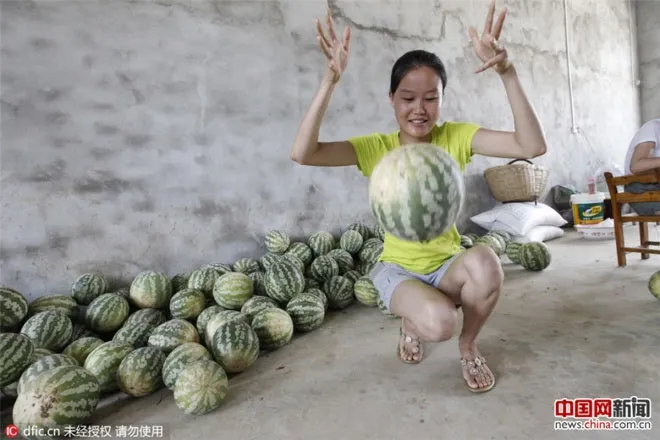 Vợ ông Cung cho hay hạt giống dưa này được con gái bà mang từ Bắc Kinh về.