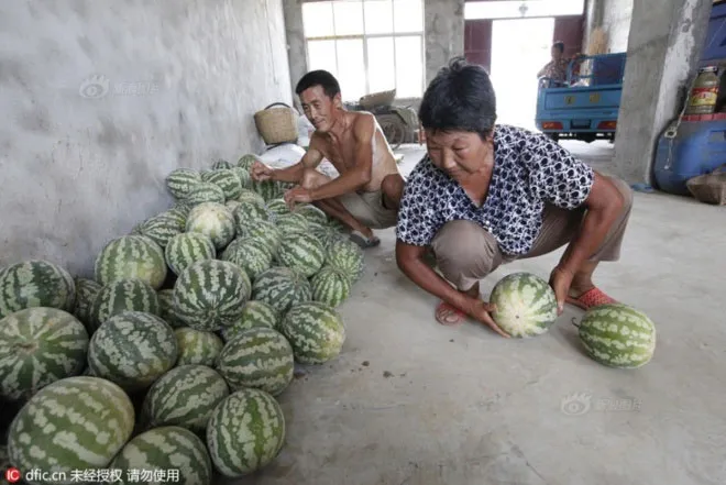 Những quả dưa được chất đầy góc phòng khách của nhà ông Cung.