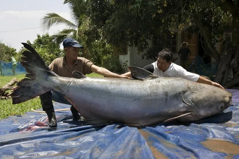 Cá da trơn khổng lồ sông Mê Kông nằm trong số những loài cá nước ngọt lớn nhất thế giới.