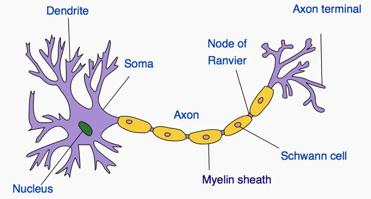 Neuron nhân tạo này cũng giống với neuron sinh học.