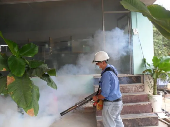 Muỗi Aedes aegypti được cho là trung gian chính chịu trách nhiệm cho việc lây lan đại dịch Zika.