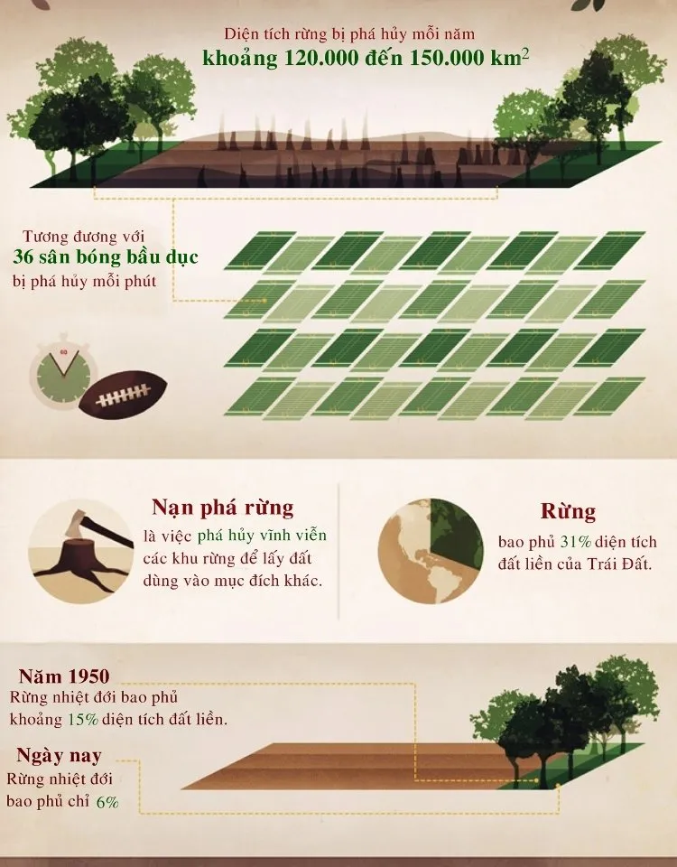 Rừng bao phủ 31% diện tích Trái Đất.