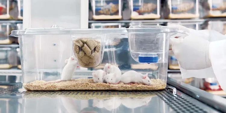 Vi khuẩn E.coli có thể giúp chúng ta trong cuộc chiến chống lại ung thư giúp giảm các hợp chất độc hại tại những cơ quan bị ảnh hưởng.