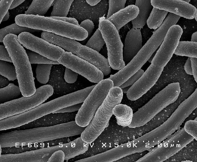 Khuẩn E.Coli biến đổi còn sở hữu một mạch di truyền cho phép nó xác định được "dân số" của các loại vi khuẩn khác ở xung quanh.