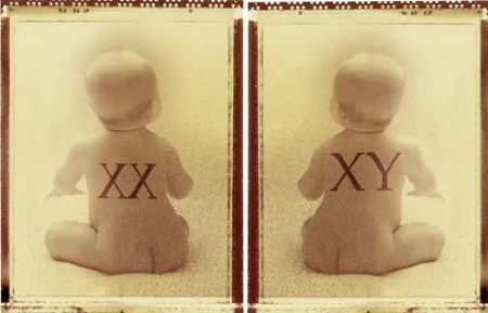 Nhiễm sắc thể X và Y