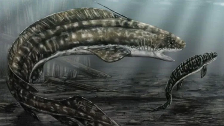 Cá mập Orthacanthus phải ăn thịt con khi không tìm được thức ăn.