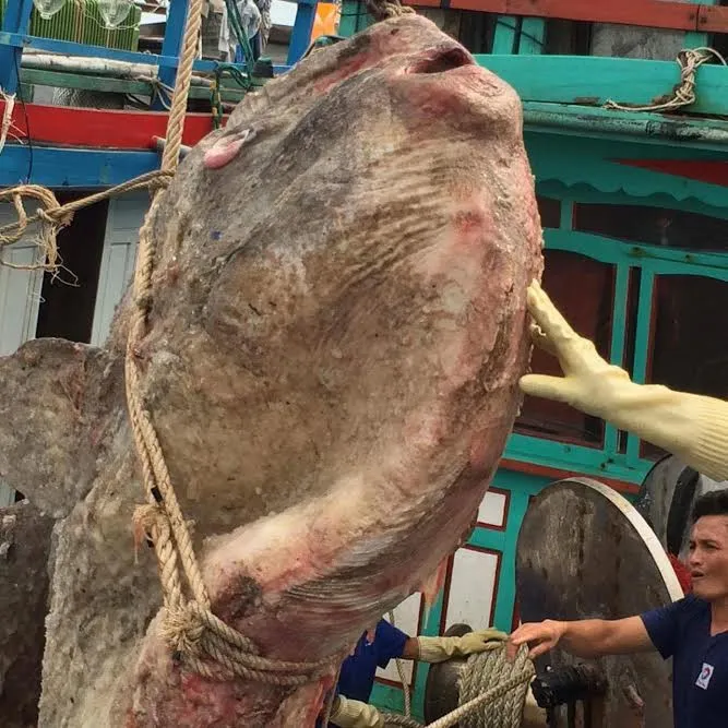 Con cá mặt trăng nặng gần 1 tấn mà ngư dân ở nghệ an bắt được.