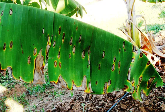Bệnh đốm lá trên chuối.