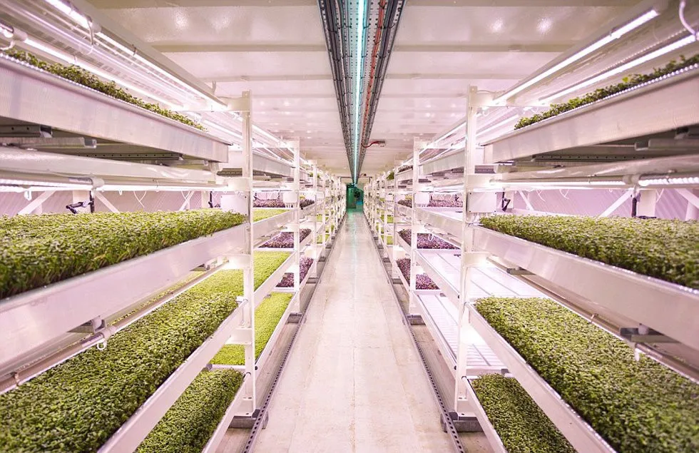 Trang trại Growing Underground nằm bên dưới những đường phố ở khu Clapham, Anh.