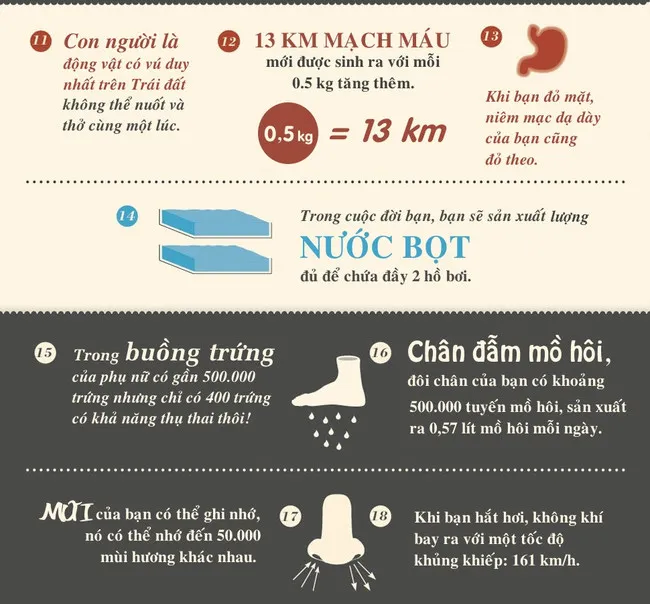 Trong cuộc đời, bạn sẽ sản xuất lượng nước bọt đủ để chứa đầy 2 hồ bơi.
