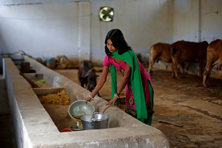 Susheela Kumari làm công việc hứng nước tiểu bò trong trang trại ở thành phố Bulandshahr, bang Uttar Pradesh, Ấn Độ.
